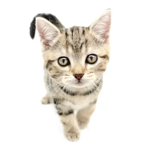 アメリカンショートヘア