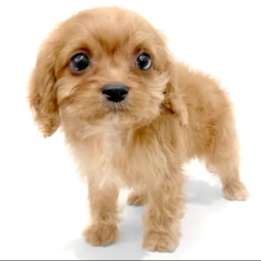 MIX（キャバリアキングチャールズスパニエル×トイプードル）