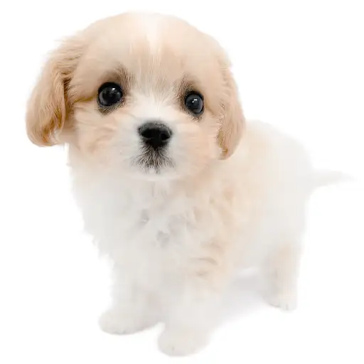 MIX（マルチーズ×キャバリアキングチャールズスパニエル）