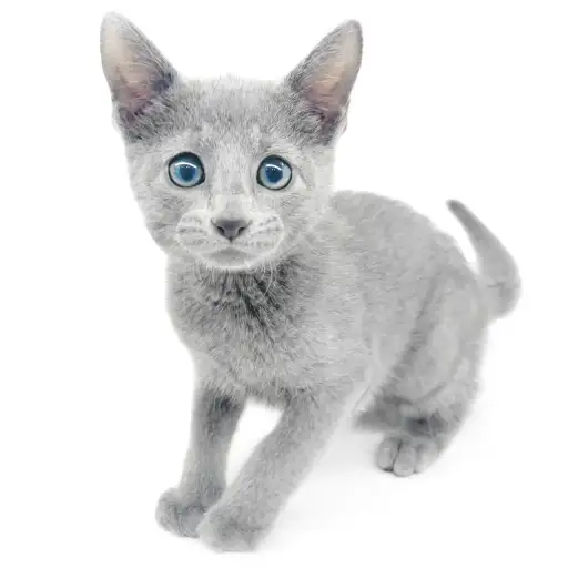 ロシアンブルー