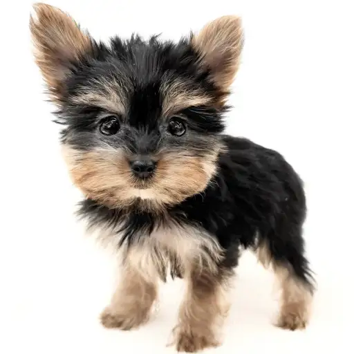 ヨークシャーテリア