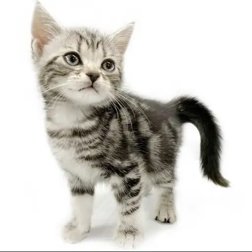 アメリカンショートヘア