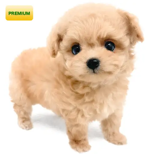 MIX(チワワ×トイプードル)