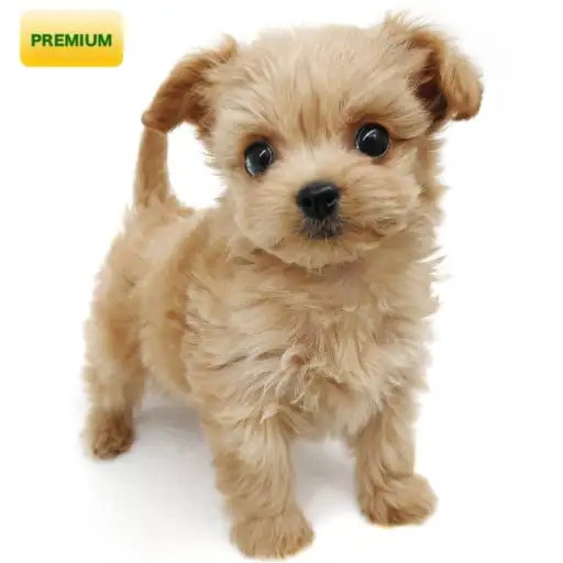 MIX(チワワ×トイプードル)