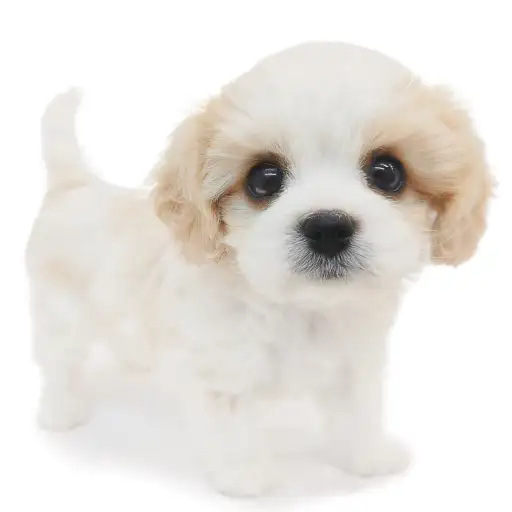 MIX（キャバリアキングチャールズスパニエル×ビションフリーゼ）