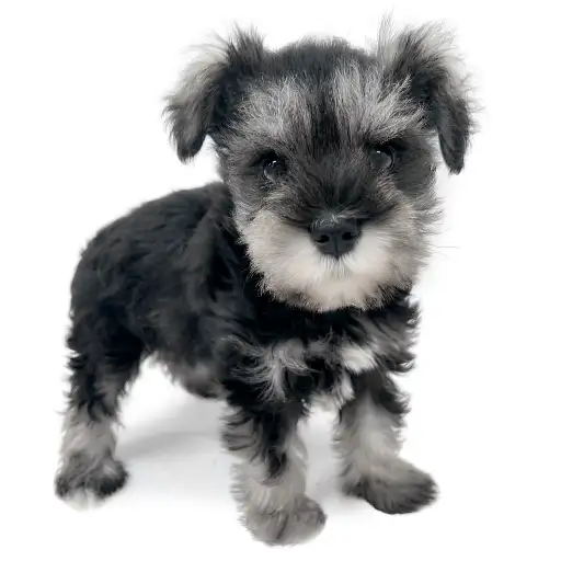 ミニチュア・シュナウザー