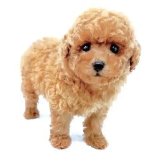 トイ・プードル