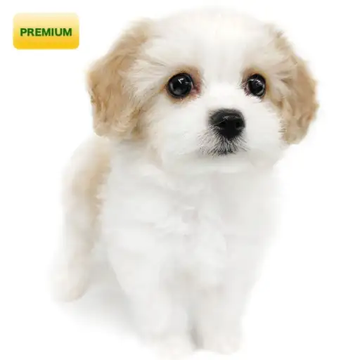 MIX(キャバリアキングチャールズスパニエル×ビションフリーゼ)