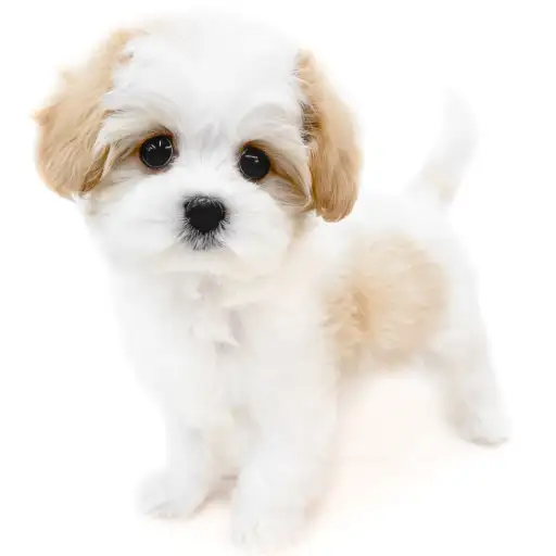 MIX（マルチーズ×キャバリアキングチャールズスパニエル）