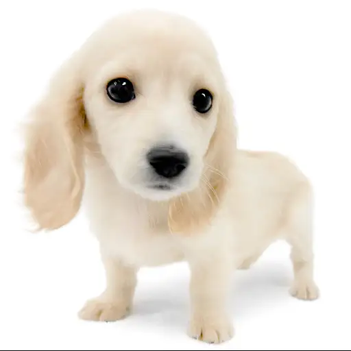 ミニチュア・ダックスフント