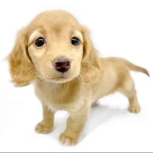 カニンヘン・ダックスフント