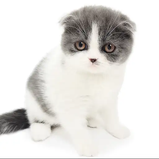 スコティッシュフォールド