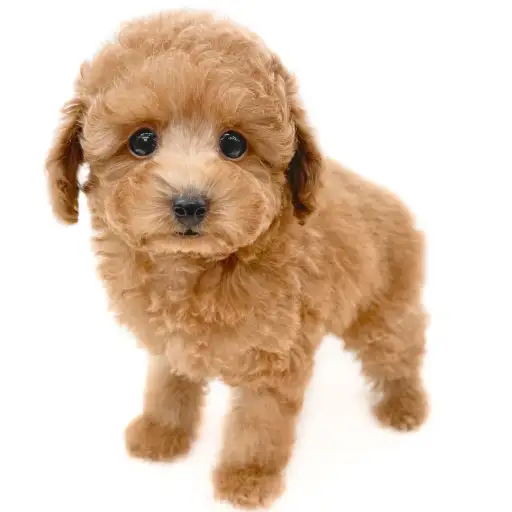 トイ・プードル