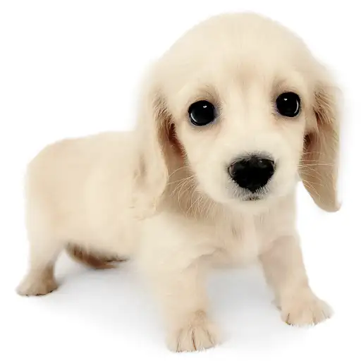 ミニチュア・ダックスフント