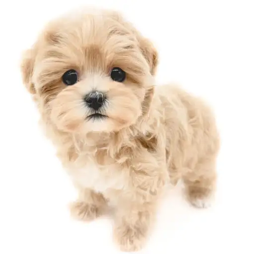 MIX（マルチーズ×トイプードル）