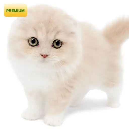 スコティッシュフォールド