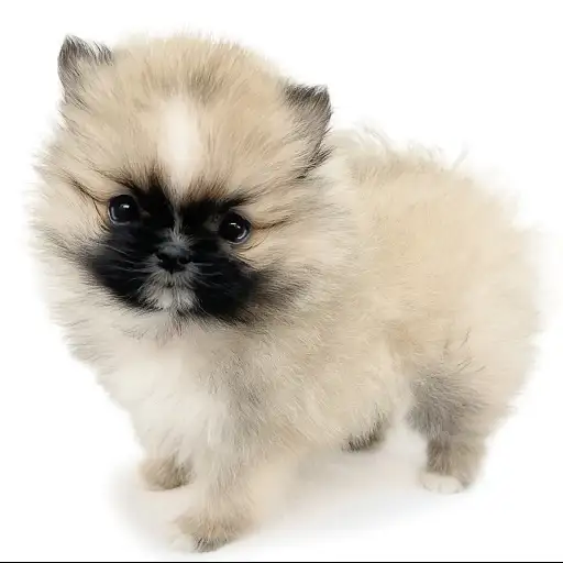 MIX（チワワ×ポメラニアン）