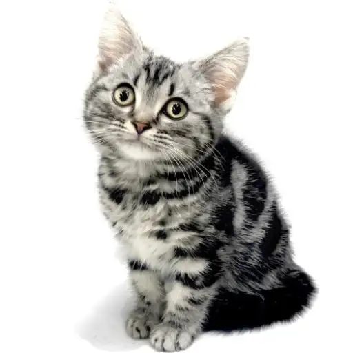 アメリカンショートヘア