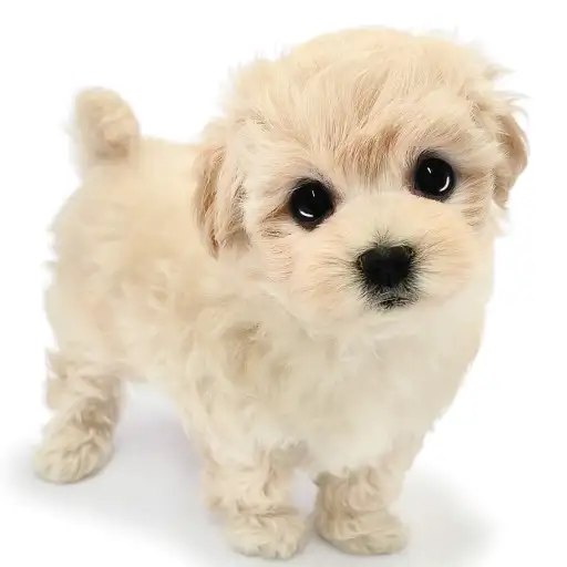 MIX(マルチーズ×トイプードル)