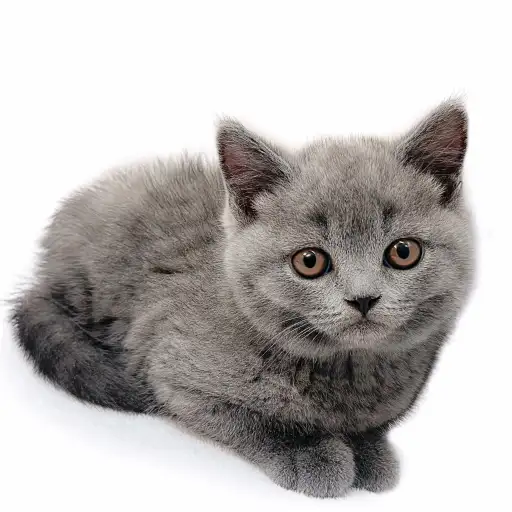 ブリティッシュショートヘア