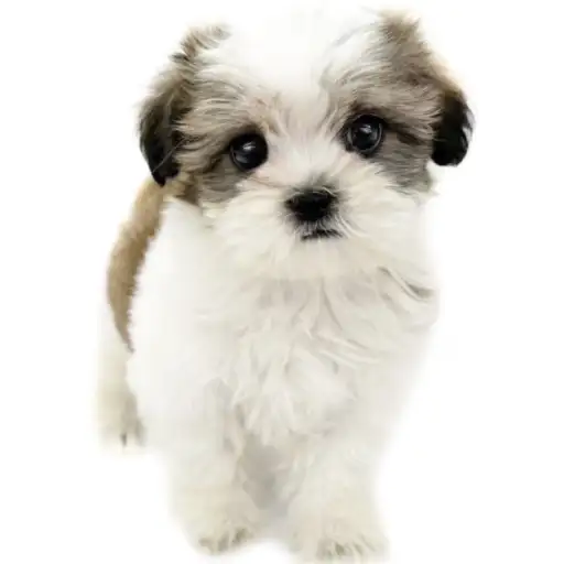 MIX(マルチーズ×シーズー)