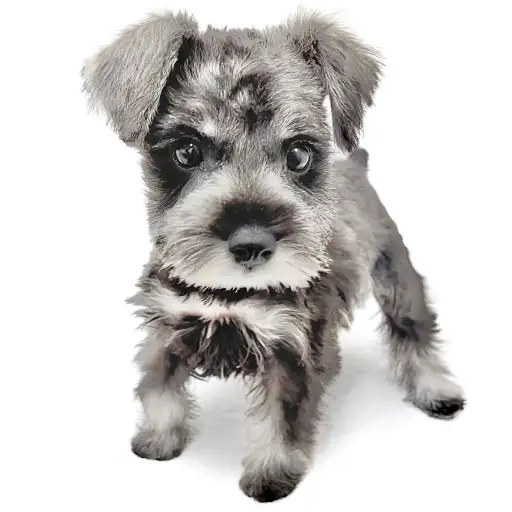 ミニチュア・シュナウザー