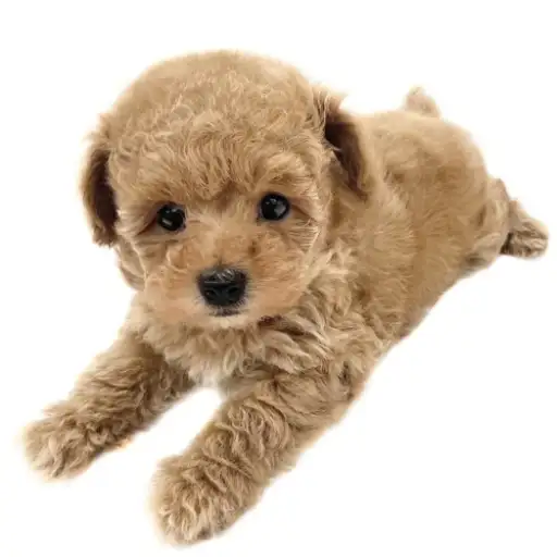 トイ・プードル