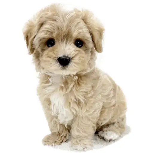 MIX（マルチーズ×トイプードル）