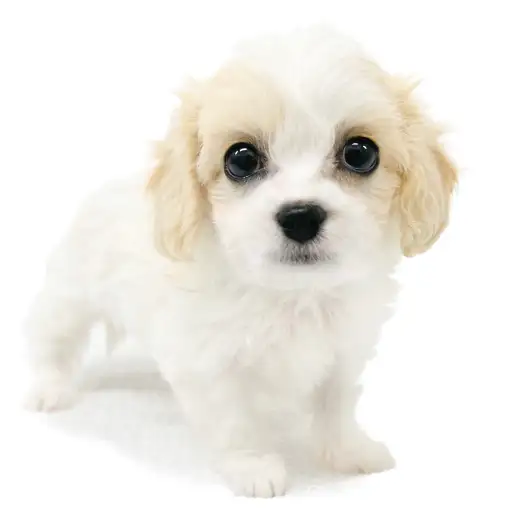 MIX（キャバリアキングチャールズスパニエル×ビションフリーゼ）