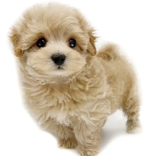 MIX(マルチーズ×トイプードル)