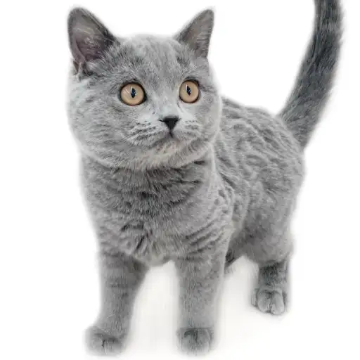 ブリティッシュショートヘア