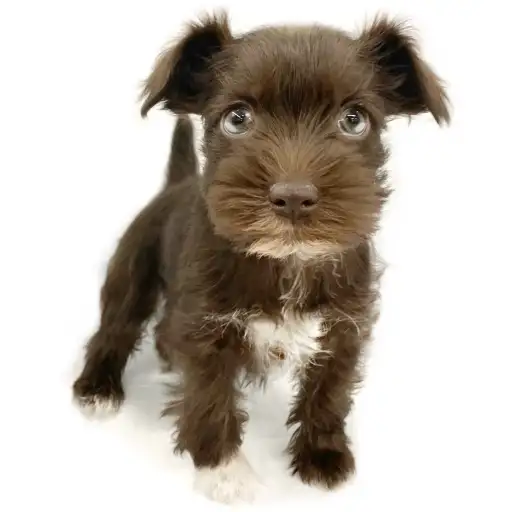 ミニチュア・シュナウザー