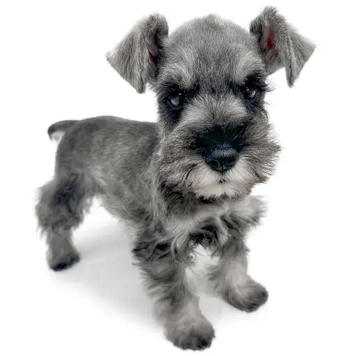 ミニチュア・シュナウザー