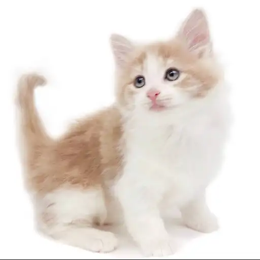 ノルウェージャンフォレストキャット