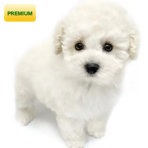 トイ・プードル