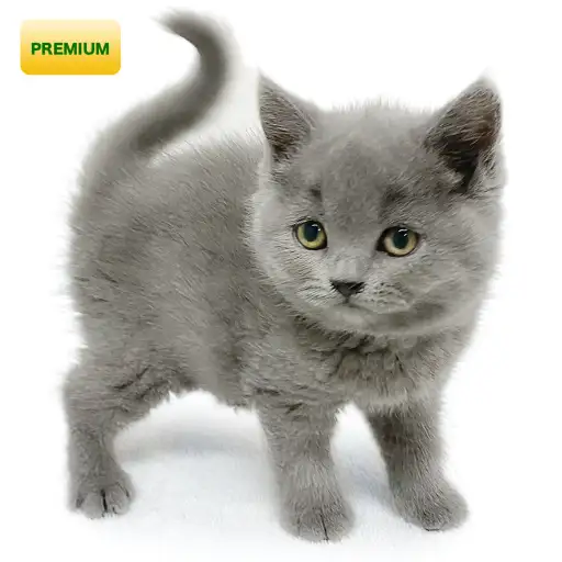 ブリティッシュショートヘア