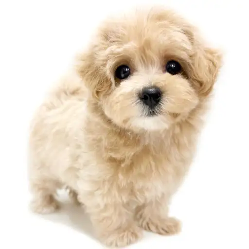 MIX（マルチーズ×トイプードル）