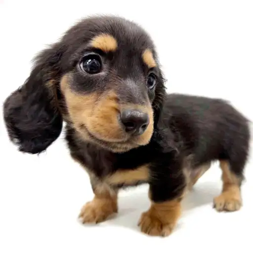 ミニチュア・ダックスフント