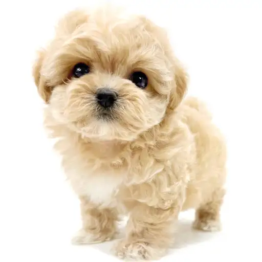 MIX（トイプードル×マルチーズ）