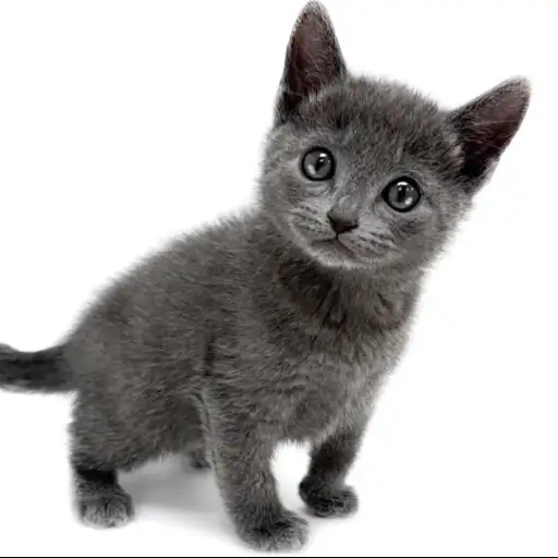 ロシアンブルー