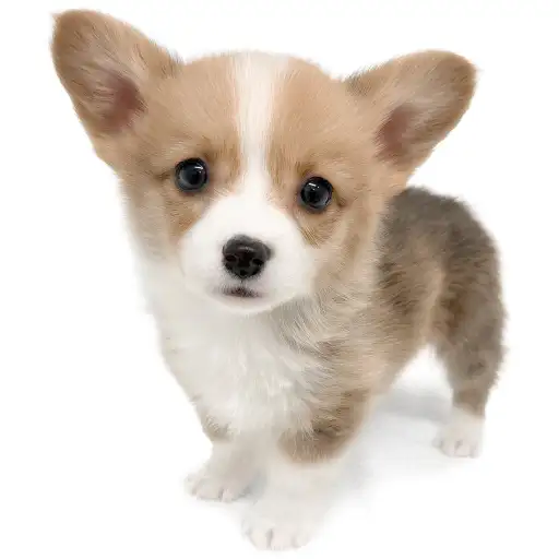 ウェルシュコーギーペンブローク