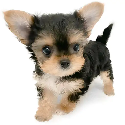 MIX（ヨークシャーテリア×チワワ）