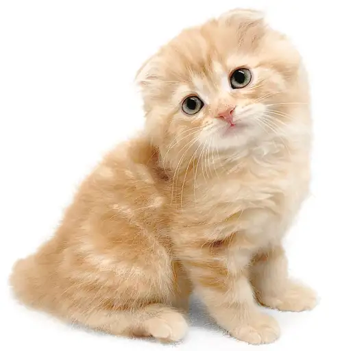 スコティッシュフォールド