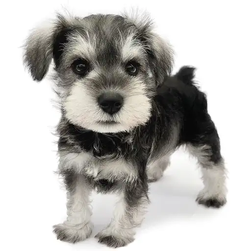 ミニチュア・シュナウザー