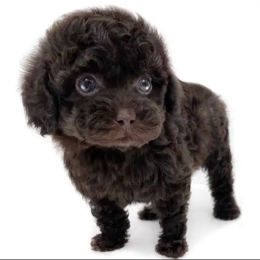 トイ・プードル