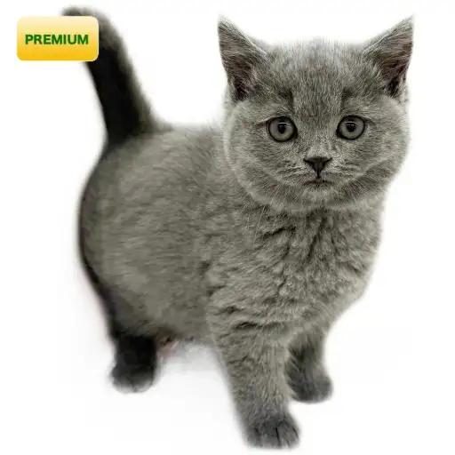 ブリティッシュショートヘア