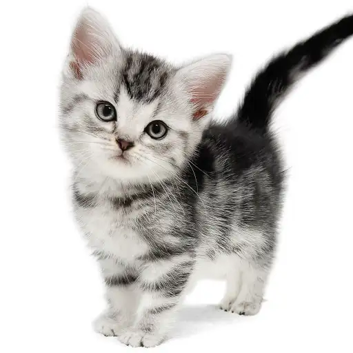 アメリカンショートヘア