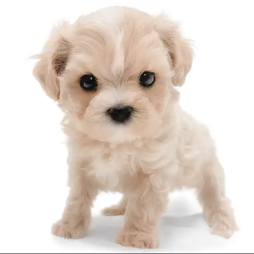 MIX（マルチーズ×トイプードル）