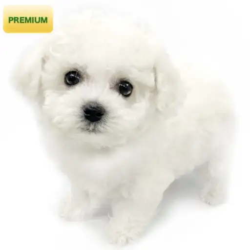 ビションフリーゼ