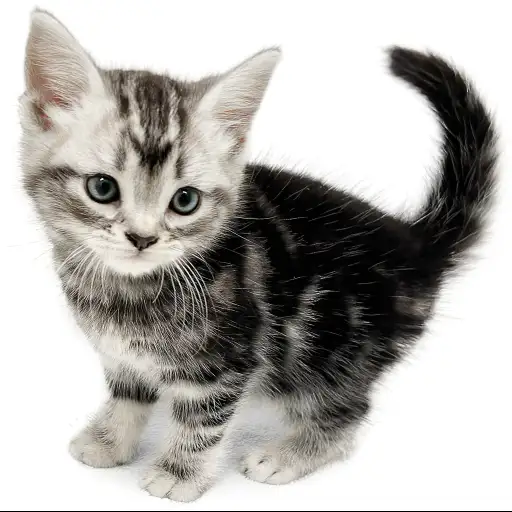 アメリカンショートヘア